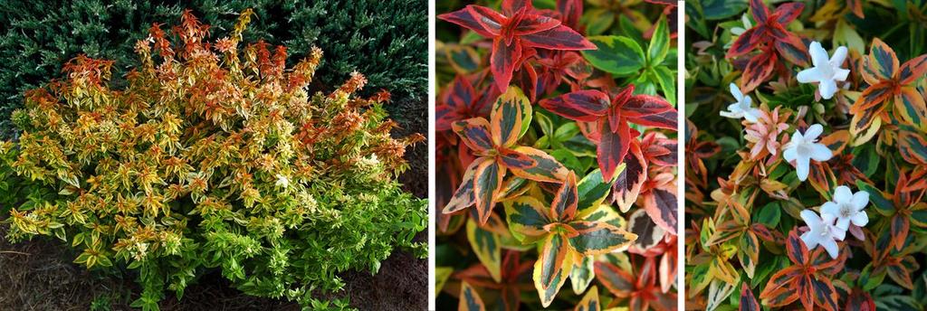 Colorful stable variegated year round foliage. Attractive flowers. Great year round sales potential. Abelia Kaleidoscope Abelia x grandiflora Protection Status: US Plant Patent 16,988. Zone 6.