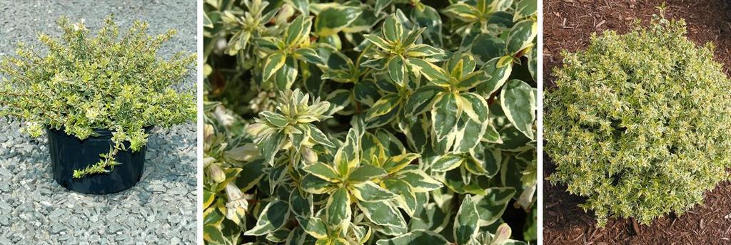 Tight compact habit. Colorful bi-colored variegated foliage. Excellent year round volume sales potential. Abelia Radiance Abelia x grandiflora Protection Status: US Plant Patent 21,929. Zone 6.