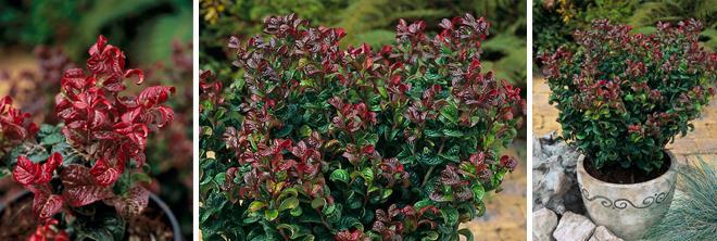 Leucothoe Curly Red Highly colorful and glossy curled foliage. Beautiful spring flush as well as nice red winter color. Year round marketing opportunities.