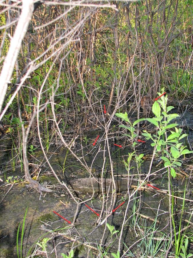 (Figure 11: Leading edge of buckthorn thicket where all frilled buckthorn were killed) Vegetation Response The plants that are now recovering under the frilled buckthorn in this degraded prairie are