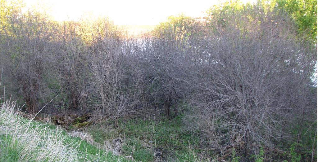 The results of this work are shown in the pictures below. This picture shows most of one side of the work area. All but the largest multi-stem common buckthorn were completely top killed (Figure 5).