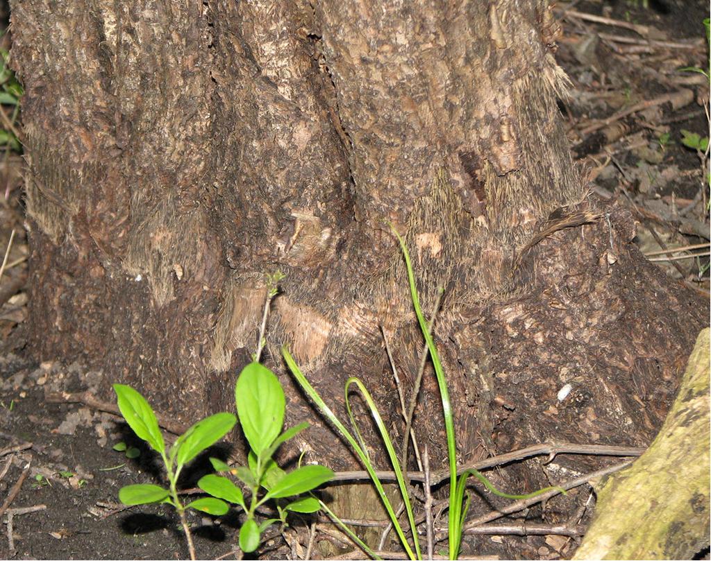 (Figure 7: Frill on buckthorn that along with all others produced no basal sprouts) There are a few buckthorn seedlings visible in the picture (Figure 7).