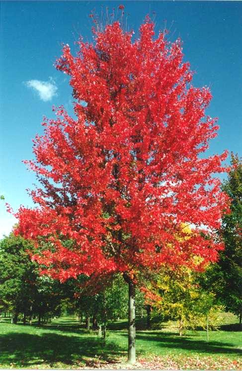 A vigorous cross between red and silver maple.