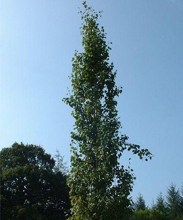 Populus tremula ( Aspen) ((Aspen) Fast growing deciduous tree. An uncommon form of narrow upright habit. Late into leaf. Foliage turns clear butter-yellow in autumn. Leaves chatter in the wind.