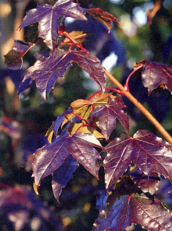 The'Crimson King' foliage is quite dramatic, dark reddish brown when young, becoming crimson purple for the rest of the year.