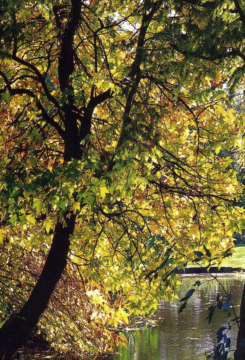 Liquidamber styraciflua (Sweet gum tree) The Autumn foliage colours of sweet gum are superb.
