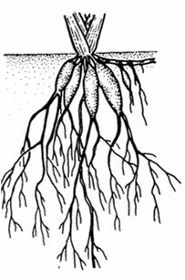 Plants with thick, fleshy roots and other water-storing root structures
