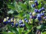 laurel, and blueberries,