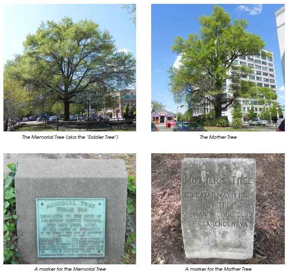 The Memorial and Mother's Trees Memorial Tree or Soldier Tree is not the original tree from 1923, appears to be 40
