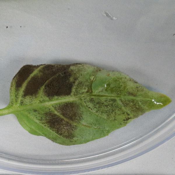 Spore Losers If you re seeing yellow-tinged foliage on your basil plant, watch for brown and black spots and violetgray spores: you might have a case of basil downy mildew!