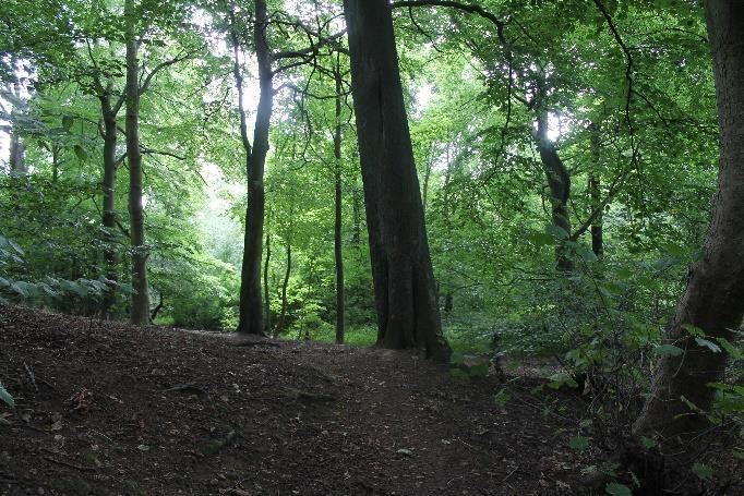 dams, open streamside habitats and Hall Wood which comprises stately mature trees, mainly Beech, with associated stands of Bluebells in spring (Fig.3).