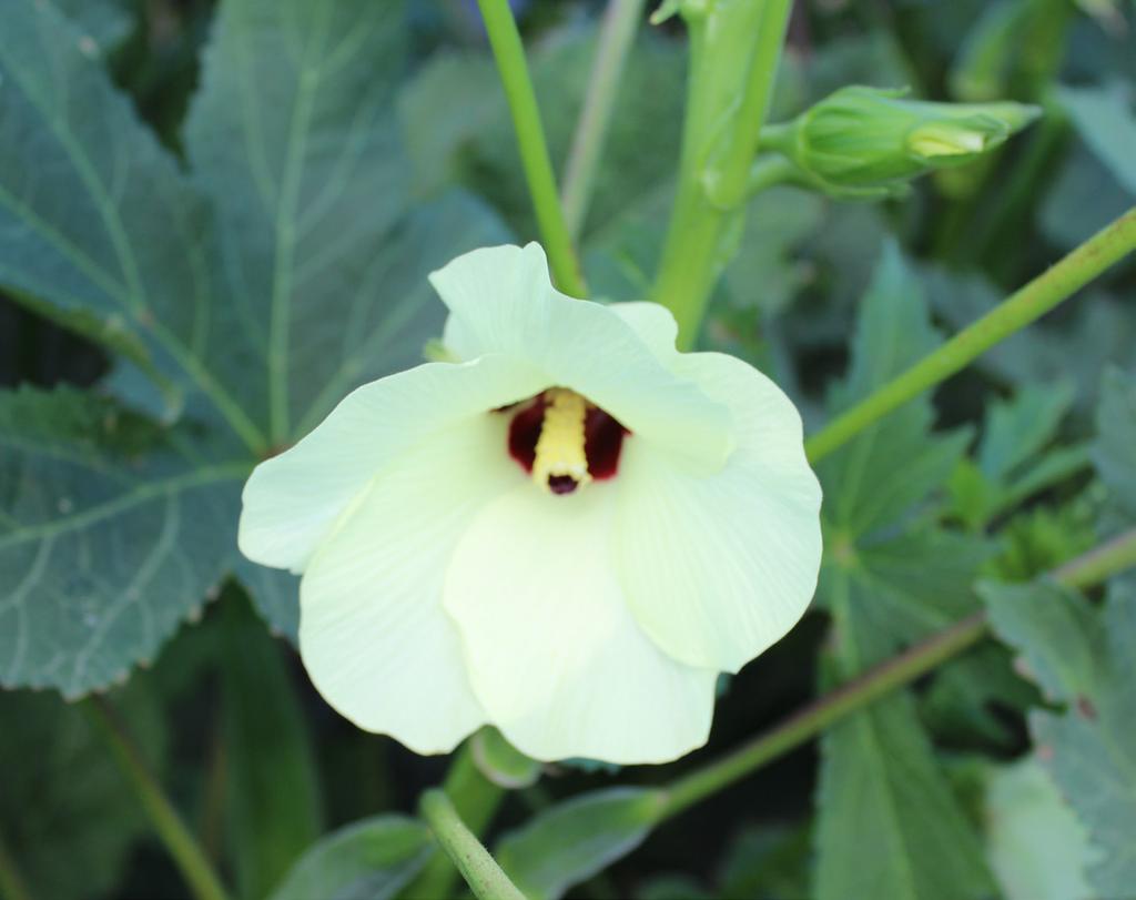 2016 World Crops Research Update - Okra and Eggplant Vineland is publishing Issue 3 (August/ September 2016) in a series of four research updates evaluating various varieties and the effect of