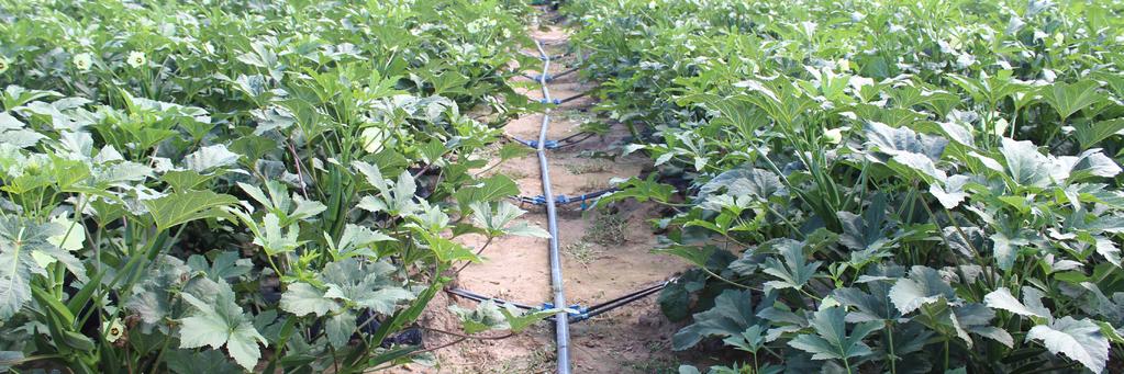 Okra fertigation and irrigation Nitrogen fertility trials were conducted for a second year at Vineland (see Picture 2).