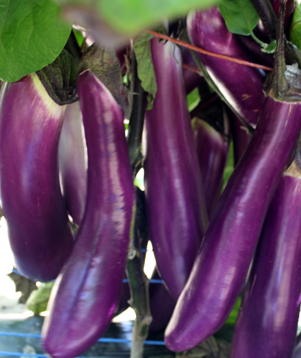 Eggplant irrigation Irrigation is an essential element of a successful vegetable production operation, especially during hot and dry summers.