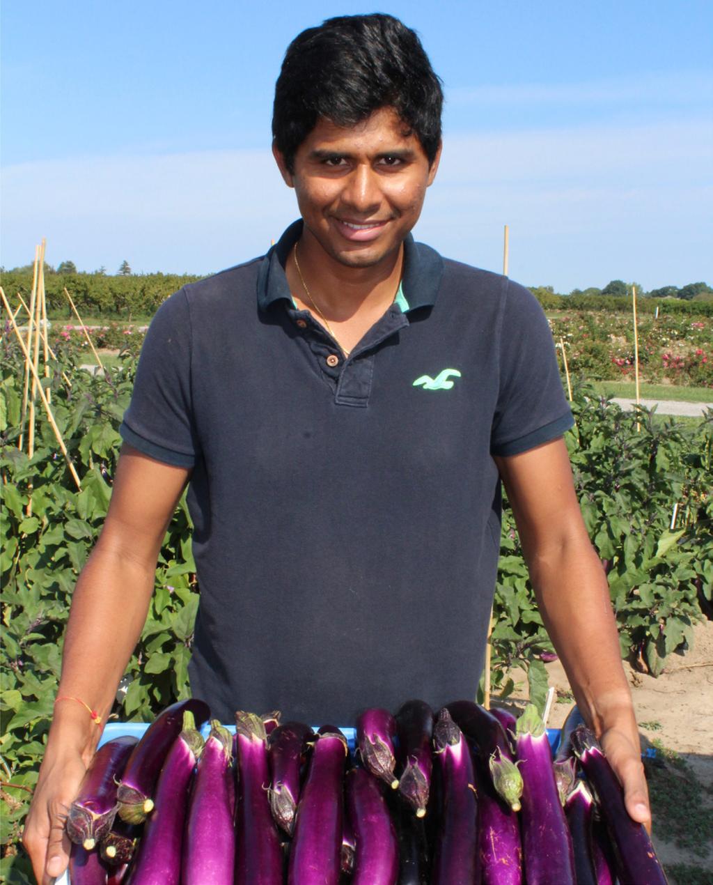 fertigation during hot summer months are important to achieve high production potential Short-season Asian okra varieties tested at Vineland show great promise Eggplant