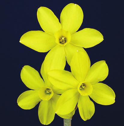 Award Winning Daffodil Blooms Rose Ribbon and also the Olive Lee Trophy Exhibitor:
