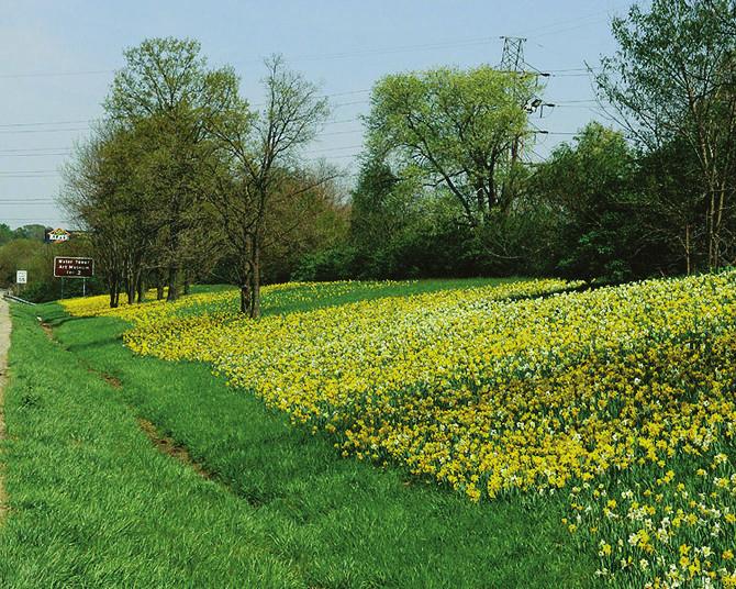 The Daffodil Journal ISSN 0011 5290 P.O.