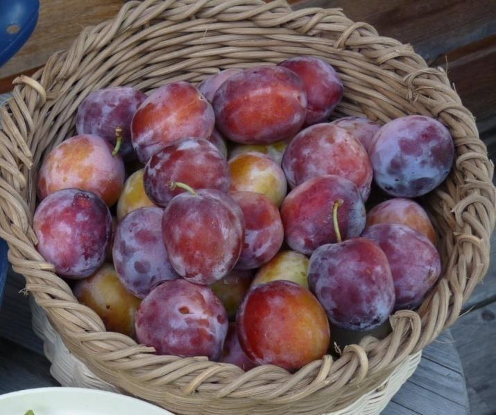 July to November Plums: July through September Blueberries: July