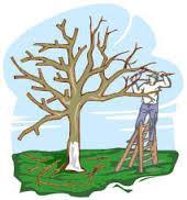 Winter Pruning (Dormant) Stimulates growth: removes branches after maximum food was stored in roots = results in more