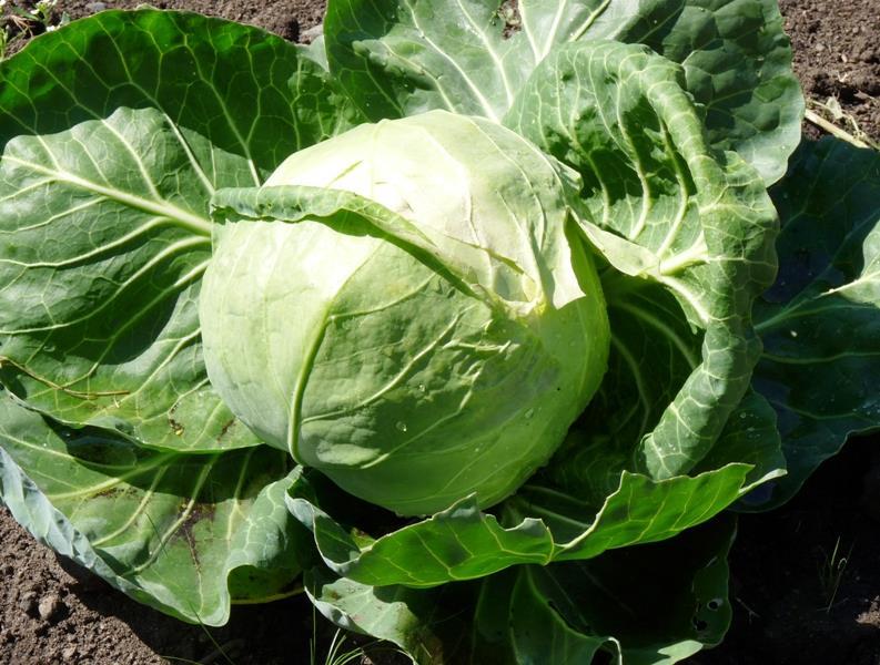 Late season Cabbage Avoid splitting in fall
