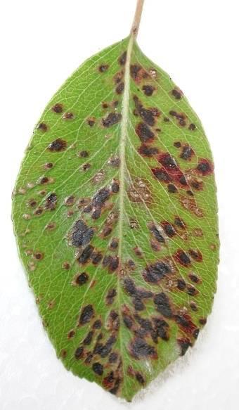 Pear Leaf Blister Mite Lime-sulphur spray