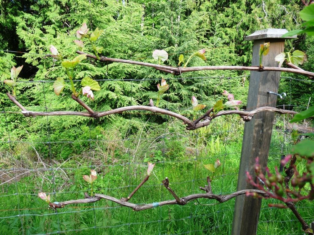 Grapes 2 or 3 wire trellis is