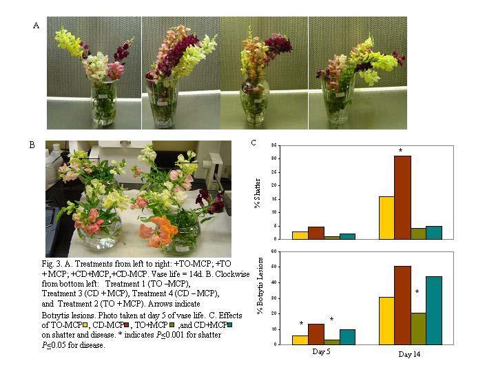 Flowers treated with TO+MCP had the lowest level of disease both at 5 days and 14 days vase life (sage green bars).