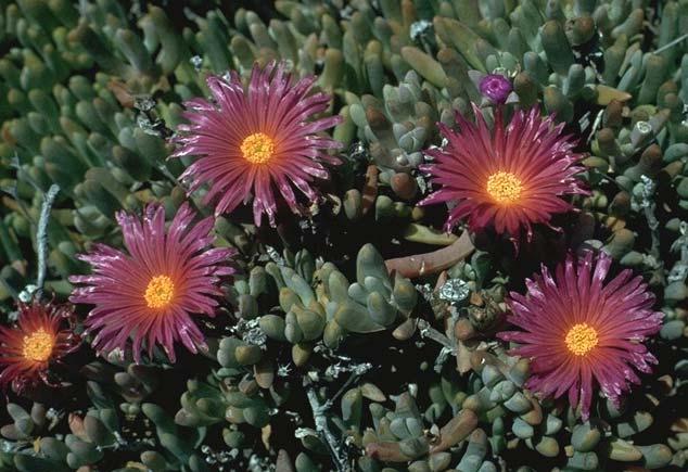 com Croceum Iceplant Malephora crocea A long-blooming, sturdy, succulent groundcover, resistant to fire, heat and drought, Malephora crocea is well adapted to the coastal and foothill climates and is