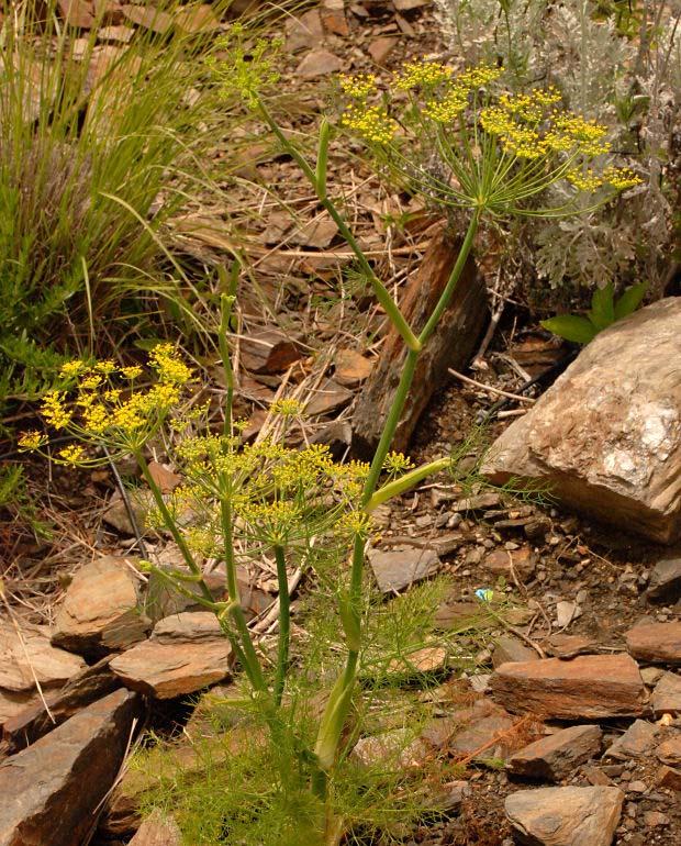 Common Fennel, Sweet Fennel, Wild Fennel, Biscuit Root Foeniculum Vulgare Fennel can drastically alter the composition and structure of many plant communities, including grasslands, coastal