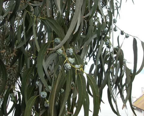 Common Eucalyptus Eucalyptus spp. Native plants are unable to grow underneath groves of eucalyptus.