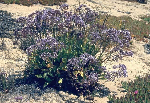 Common Perez s Sea Lavender* *Note: At this time, this is prohibition is limited to parcels adjacent to the Headlands Biological Open Space.