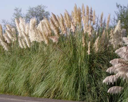 Common Pampas Grass Cortaderia selloana Pampas grass competes with native vegetation, reduces the aesthetic and recreational value of these areas, and also