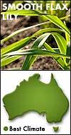 (Philodendron Xanadu ) sacred bamboo (Nandina domestica Nana ) Perennial: smooth flax lily (Dianella longifolia), brachyscome
