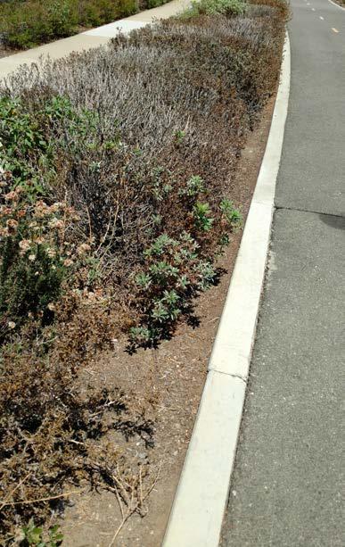 8: Shrubs 101 Renewal: When is the Best Time? An old or unhealthy plant increases risk in a landscape.