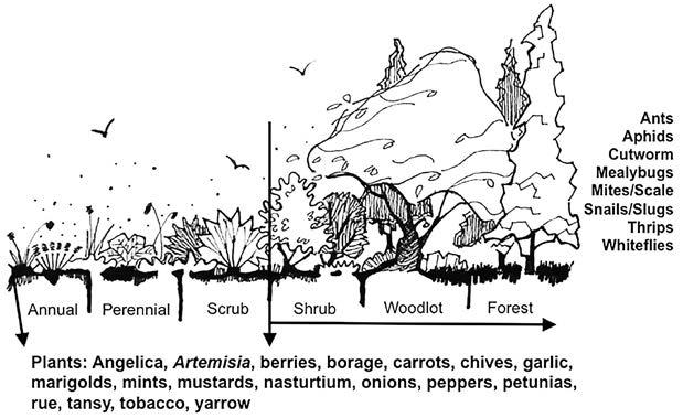 11: Natural Pest Control 169 Successional Diversity Successional trajectory is a theoretical model used to explain how landscapes recover from a disturbance, such as fire or flood.