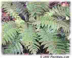 shade Grows to 2 x 2 wide Zone6-8 Japanese Painted Fern.