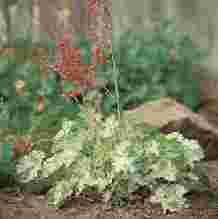 Great foliage plant, that do well in containers Will naturalize in your