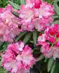 3-8 Rhododendron: Southgate Brandi Heat tolerant, will thrive in the deep