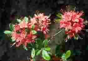 14 Native Azalea - R. pink flammeum.