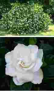 flowering if needed Very drought tolerant and hates wet feet Hydrangea: Invincibelle