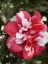 9 Camellia: April Blush.