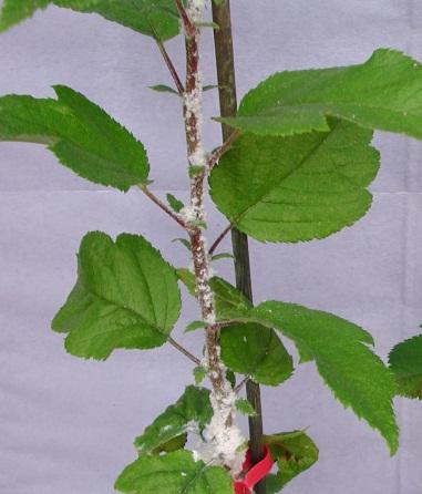 Woolly apple aphid