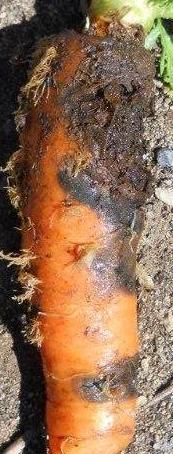 Management of black rot Pathogen-free or treated seed, stecklings 8+ year crop rotation Incorporate infested carrot residues Irrigate so carrots dry by nightfall Discard infected roots before storage