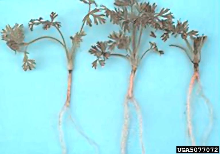 Pythium diseases Root