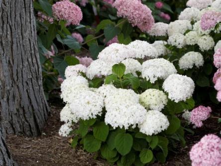 INVINCIBELLE WEE WHITE Hydrangea arborescens NCHA5 Common name: smooth hydrangea USDA/AHS zones: USDA 3/AHS 9 1-2.5 /.3 -.