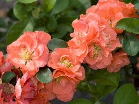 DOUBLE TAKE PEACH Chaenomeles speciosa 'NCCS4' ppaf Common name: flowering quince USDA/AHS zones: USDA 5/AHS 9 4-5 /1.2-1.