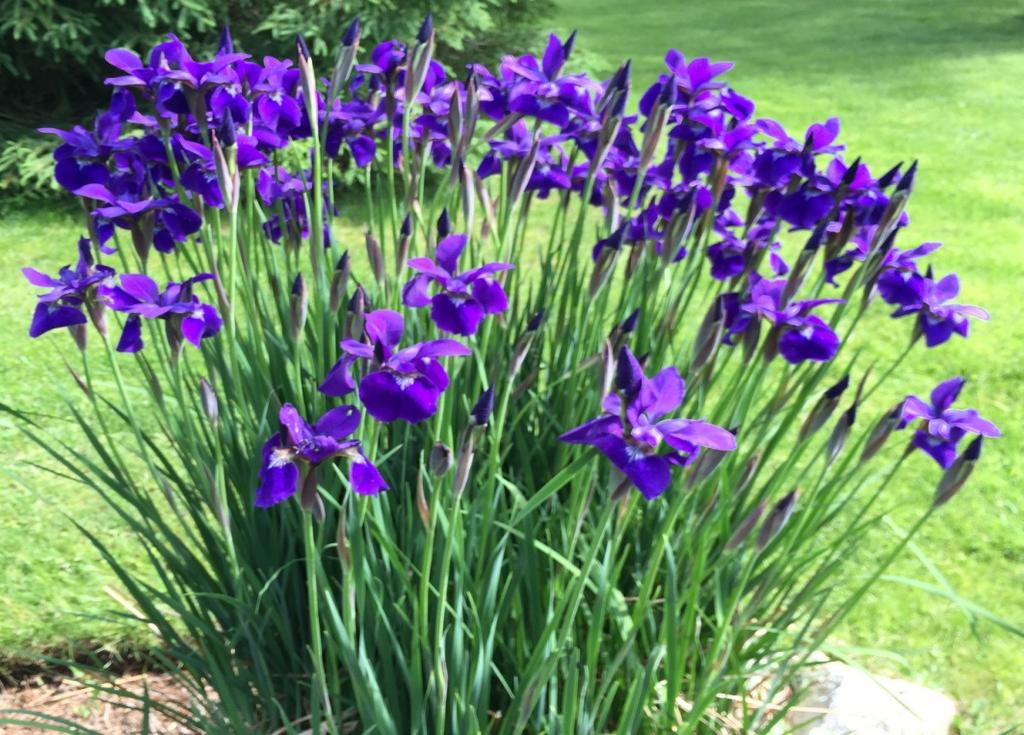 IRIS Tall Siberian irises are haled for their elegant, delicate flowers and disease resistance. They perform admirably in the sunny to partially shady garden.