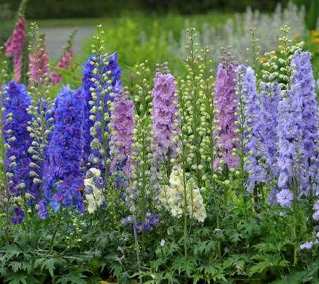 DELPHINIUM NEW MILLENNIUM 'Dwarf Stars' Common name: Larkspur If you love the look of traditionally tall Delphiniums but they re just too tall for your use, you re in luck!
