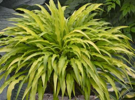 $8.00 HOSTA Curly Fries Common name: Hosta This irresistible miniature to small sized hosta is the perfect accompaniment for bright blue hostas like Prairie Sky, especially when planted together in