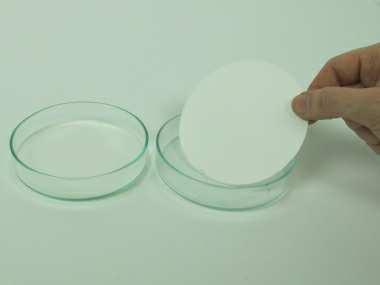 Fig. 2 In each of the four Petri dishes place 5-8 dry bean or pea seeds.